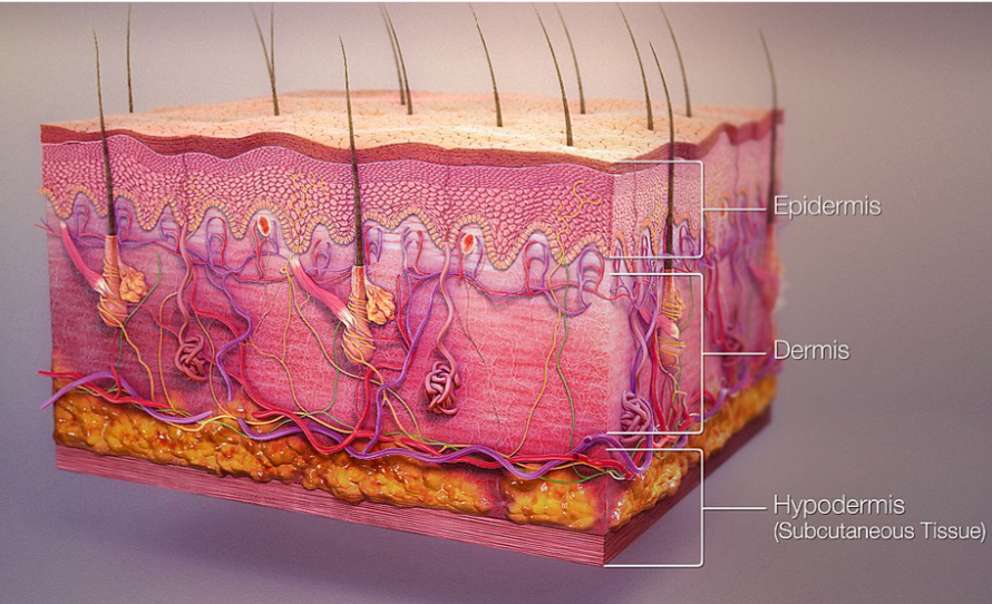 Skin structure morphology and functions of skin layers 