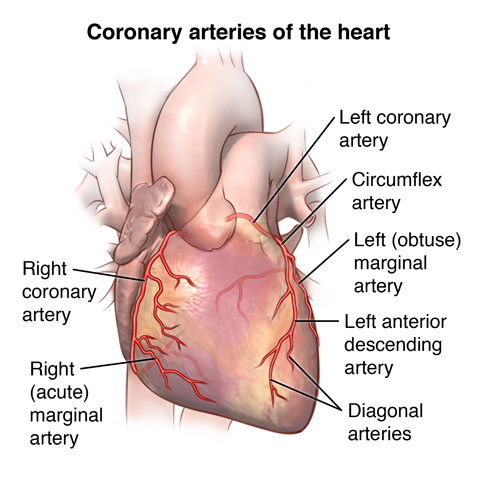 Coronary Artery Diseases Diagnosis Treatment 